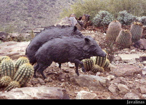 Javalinas by Duke Sundt
