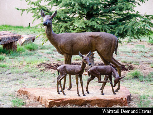 Whitetail Deer and Fawns